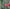 Botanicals